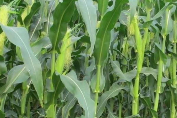GY519玉米品种的特性，用颗粒剂或赤眼蜂防治玉米螟