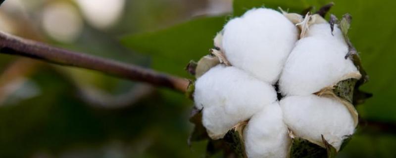 H163棉花品种的特性，达到长绒棉品种标准