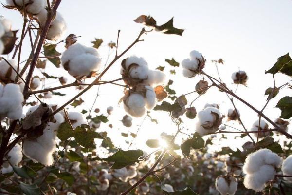 H163棉花品种的特性，达到长绒棉品种标准