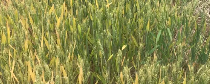 九圣禾D09小麦种子特点，是对品种提纯复壮的过程