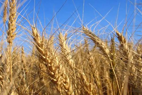 垦冬299小麦种子特点，适宜播期为9月中旬