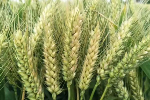 垦冬299小麦种子特点，适宜播期为9月中旬