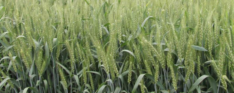 SD1605小麦种子介绍，与对照新春37号生育期相同