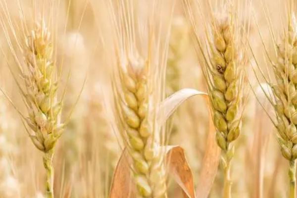 XM1803小麦品种简介，生育期间防治杂草和病虫害