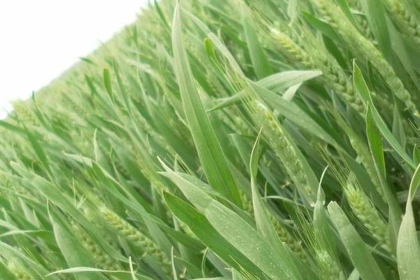 SD1607小麦种子特征特性，高抗白粉病