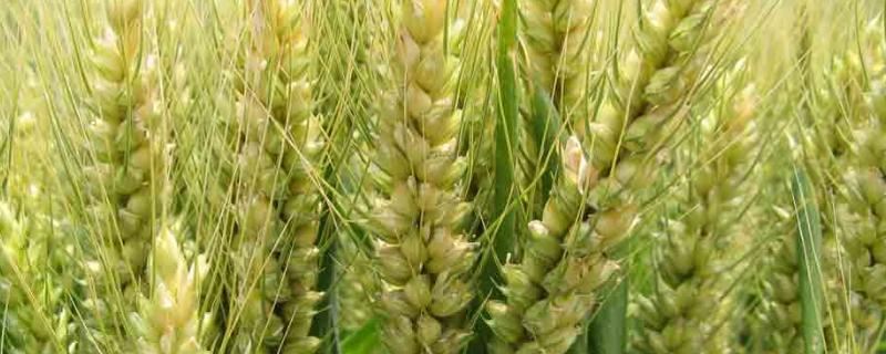 SD1607小麦种子特征特性，高抗白粉病