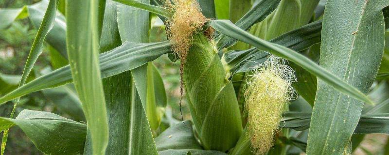 中强12玉米种子简介，适宜播种期春夏播均可