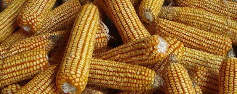 J6518玉米品种简介，密度4500－6000株/亩