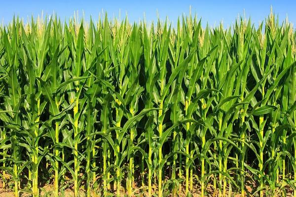 隆创321玉米种子特点，密度4000株/亩左右