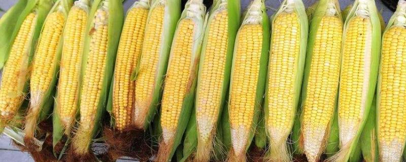 隆创321玉米种子特点，密度4000株/亩左右