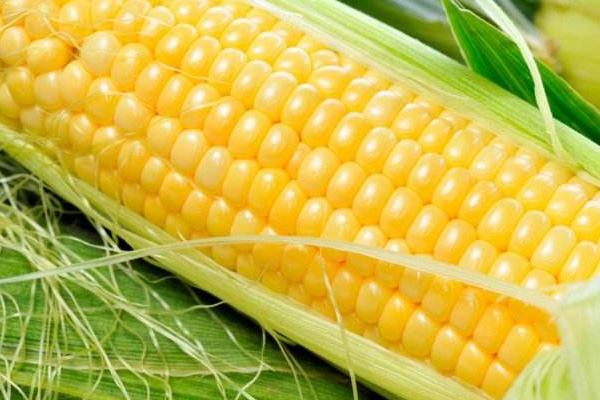 中单8812玉米种子特点，适宜播种期6月中上旬
