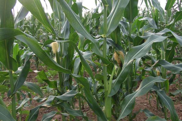 尺玉515玉米种子介绍，适宜播种期6月上旬至中旬