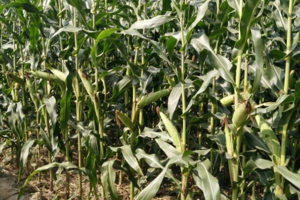GF677玉米种子介绍，密度4500株/亩左右