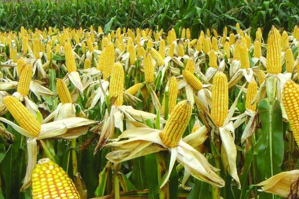 隆禧109玉米品种简介，密度4000株/亩左右