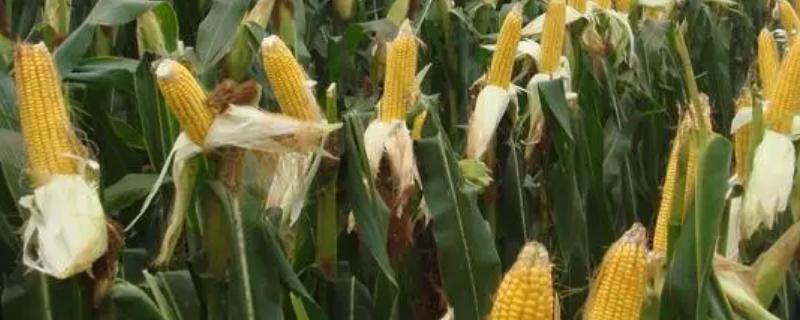 金博士746玉米种简介，密度3800－4200株/亩