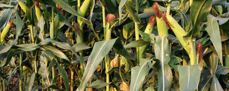 962HA玉米品种的特性，密度4000－4500株/亩