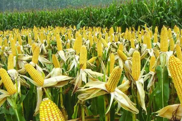 962HA玉米品种的特性，密度4000－4500株/亩