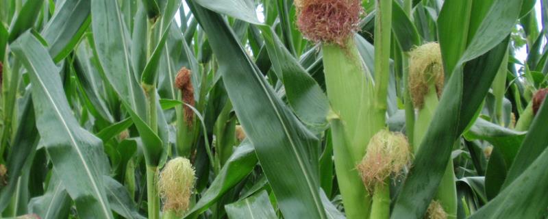 瑞单2021玉米品种简介，适宜密度3500株/亩