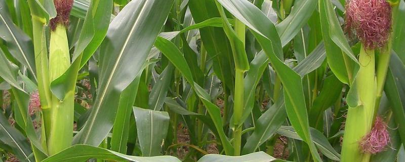 陕科16玉米品种的特性，适宜密度4500株/亩