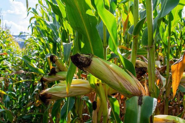 高农16玉米种子简介，注意防治病虫害