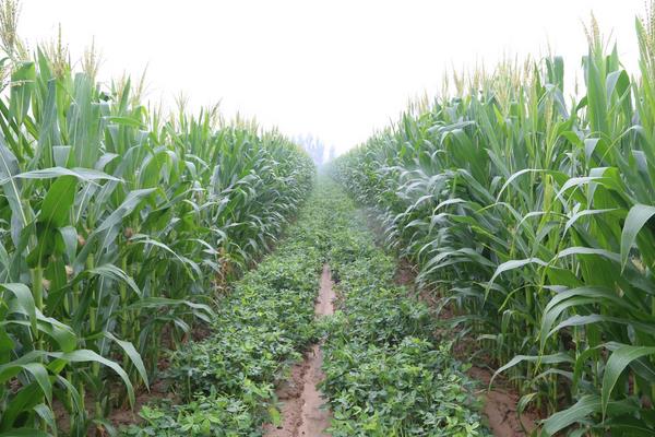 伟隆709玉米种子介绍，适宜密度4500株/亩