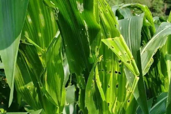 高农16玉米种子简介，注意防治病虫害