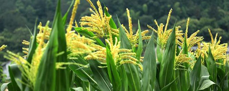 宝玉229玉米品种的特性，注意防治病虫害
