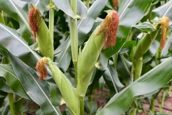 伟隆709玉米种子介绍，适宜密度4500株/亩
