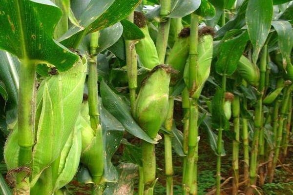 糖三彩玉米种子介绍，适宜密度3500株/亩