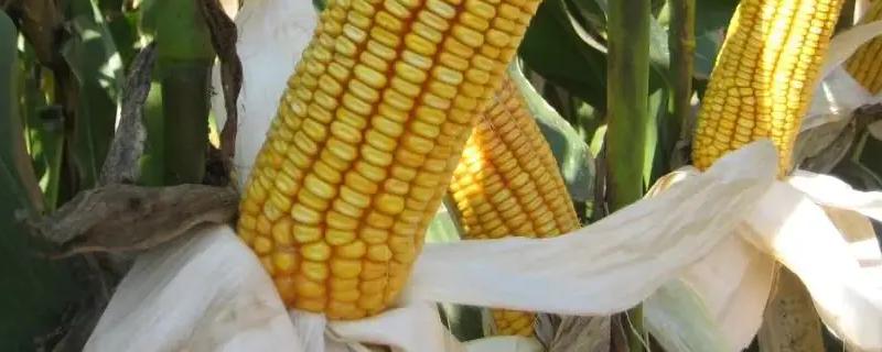 糖三彩玉米种子介绍，适宜密度3500株/亩