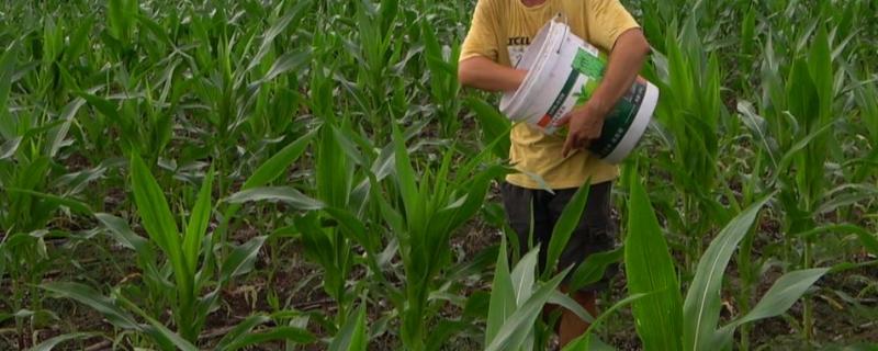 夏玉米中后期如何追施肥料，要施好拔节肥、施足水孕穗肥等
