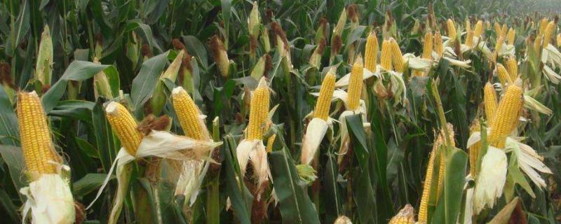 富尔2210玉米种子介绍，适宜播种期5月初