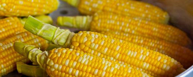 金糯1915玉米种子简介，适宜播种期3月下旬至4月上旬