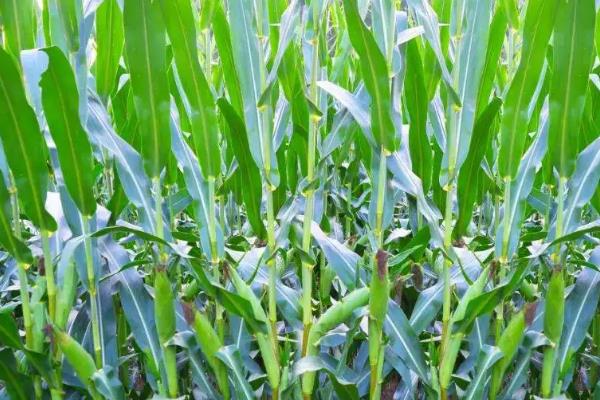 闽双色6号玉米种子特征特性，密度3000－3200株/亩
