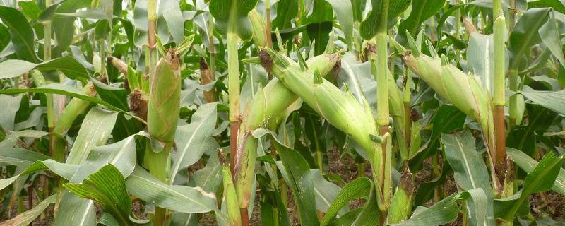 双色丰甜2号玉米种子简介，注意防治相关病虫害