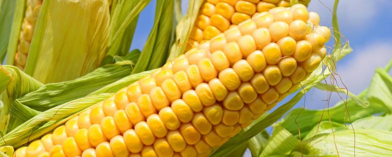 郑白甜糯5号玉米种简介，适宜播种期夏播