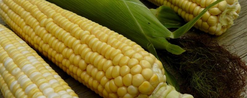成青201玉米品种简介，密度2800－4500株/亩