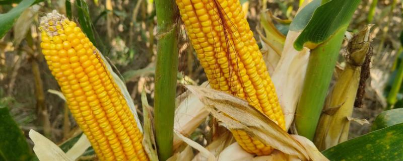 前锋1号玉米品种的特性，密度3200－4500株/亩