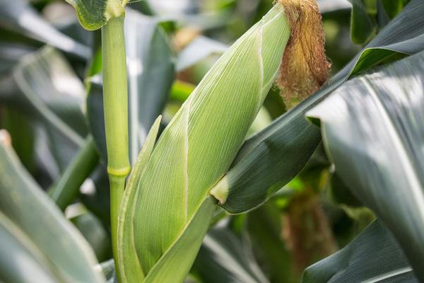 德单207玉米品种简介，注意防治瘤黑粉病和穗腐病