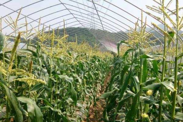 甘玉331玉米品种的特性，保证出苗并防治地下害虫