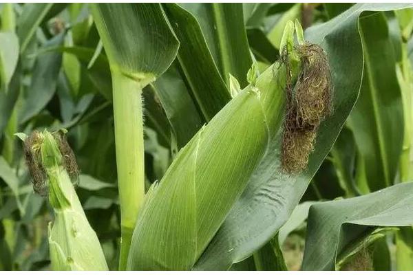 甘玉331玉米品种的特性，保证出苗并防治地下害虫