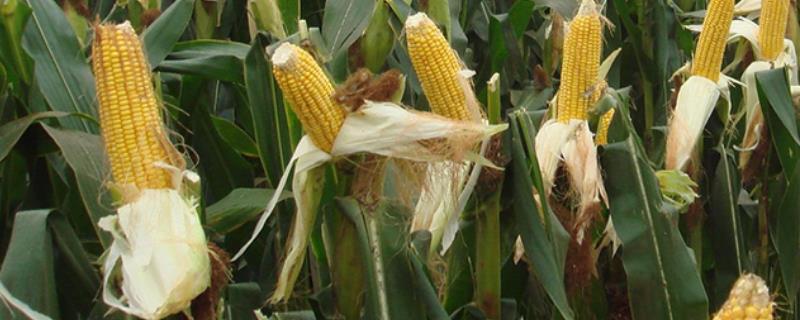 利合1077玉米种子特征特性，密度4500－5000株/亩