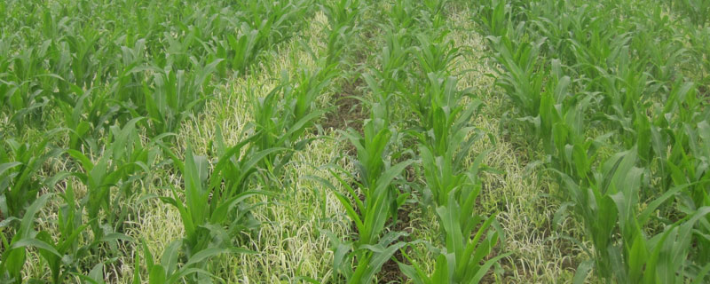 中农大689玉米品种简介，及时防治病虫草害