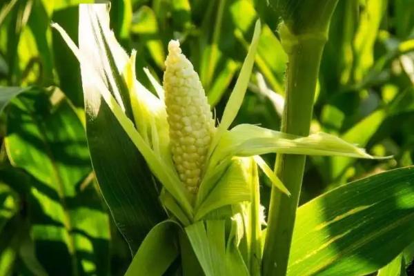 利合1077玉米种子特征特性，密度4500－5000株/亩
