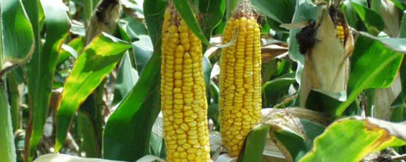 金来705玉米种子介绍，适宜播种期6月上旬至下旬