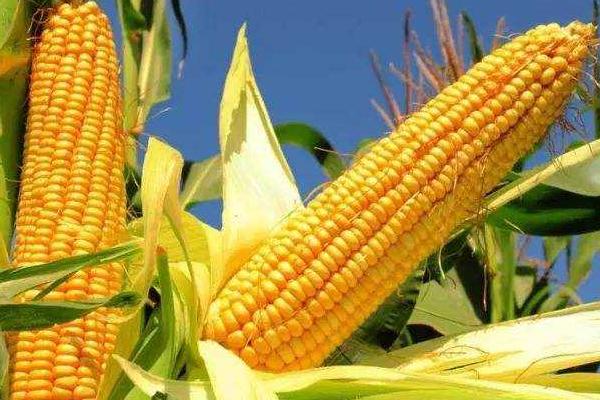 众盈306玉米品种简介，注意防治玉米螟