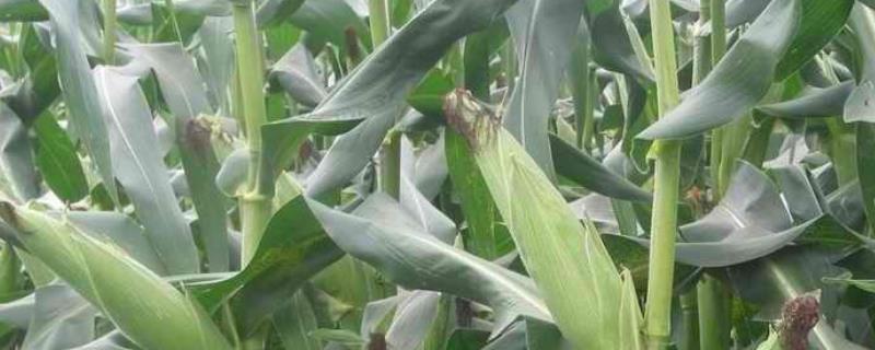 中邦301玉米种子介绍，适宜播种期4月下旬至5月上旬