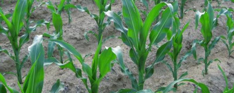 苏玉44玉米种子特点，注意防治玉米螟等虫害