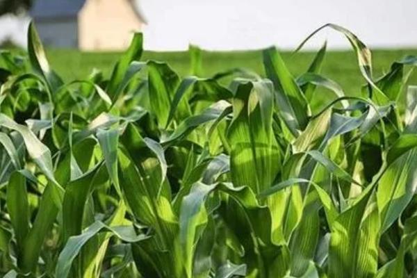 HF1068玉米品种的特性，适宜播种期4月下旬至5月上旬