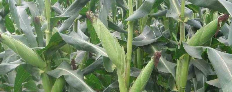 陕单650玉米种子特征特性，注意防治灰斑病和丝黑穗病